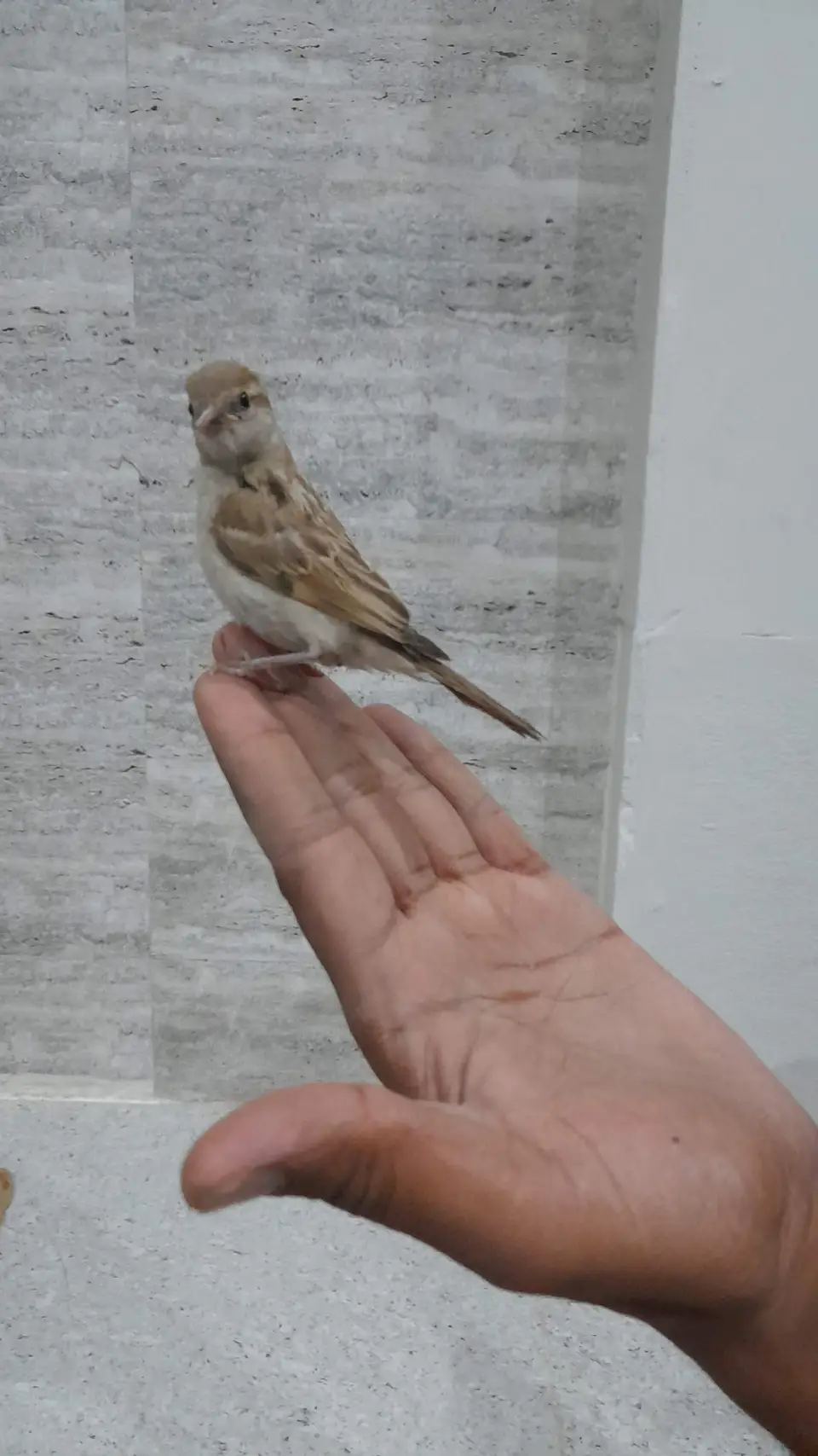 sparrow-conservation-(01)