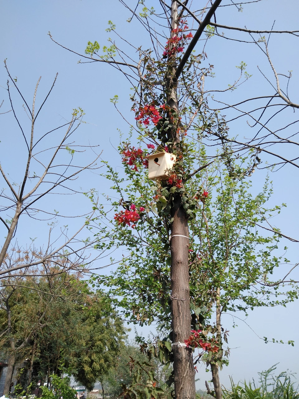 sparrow-conservation-(12)