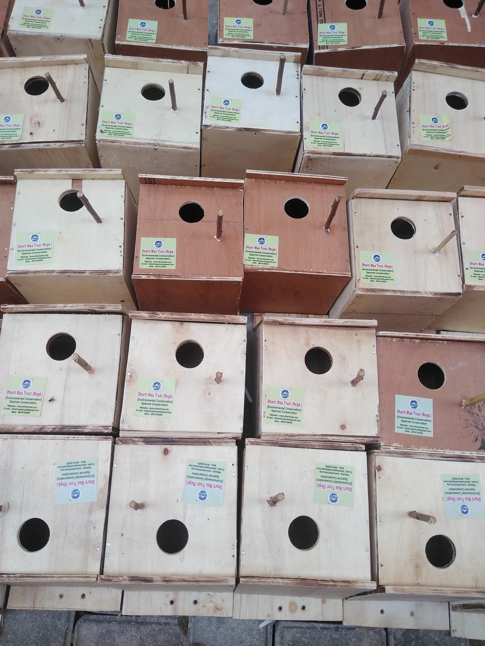 sparrow-conservation-(15)