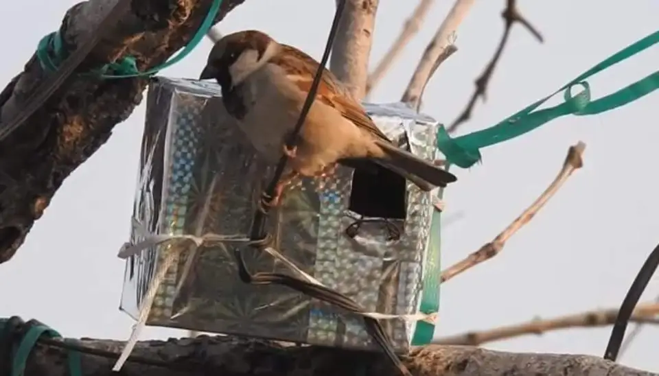 sparrow-conservation-(17)