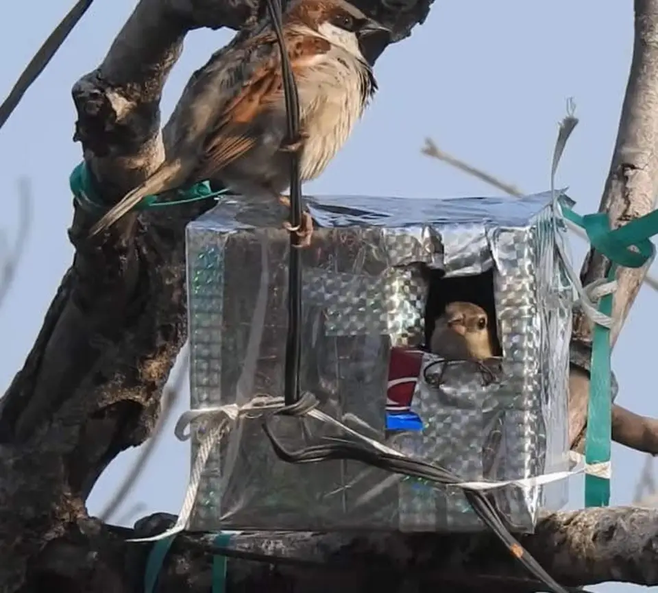 sparrow-conservation-(18)