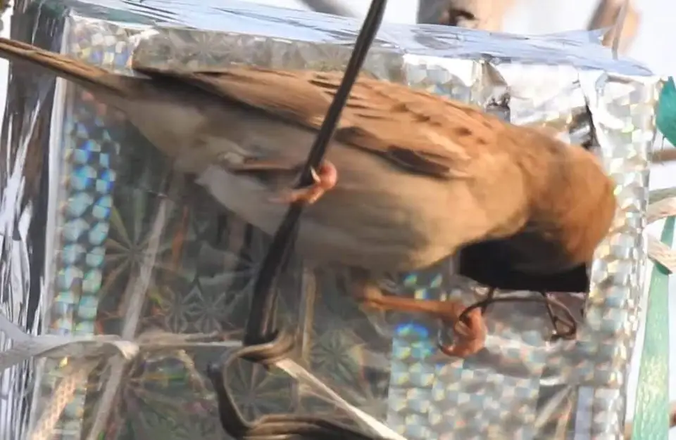 sparrow-conservation-(19)