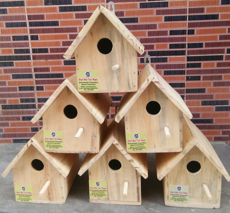 sparrow-conservation-(20)