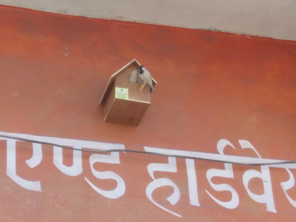 sparrow-conservation-(24)