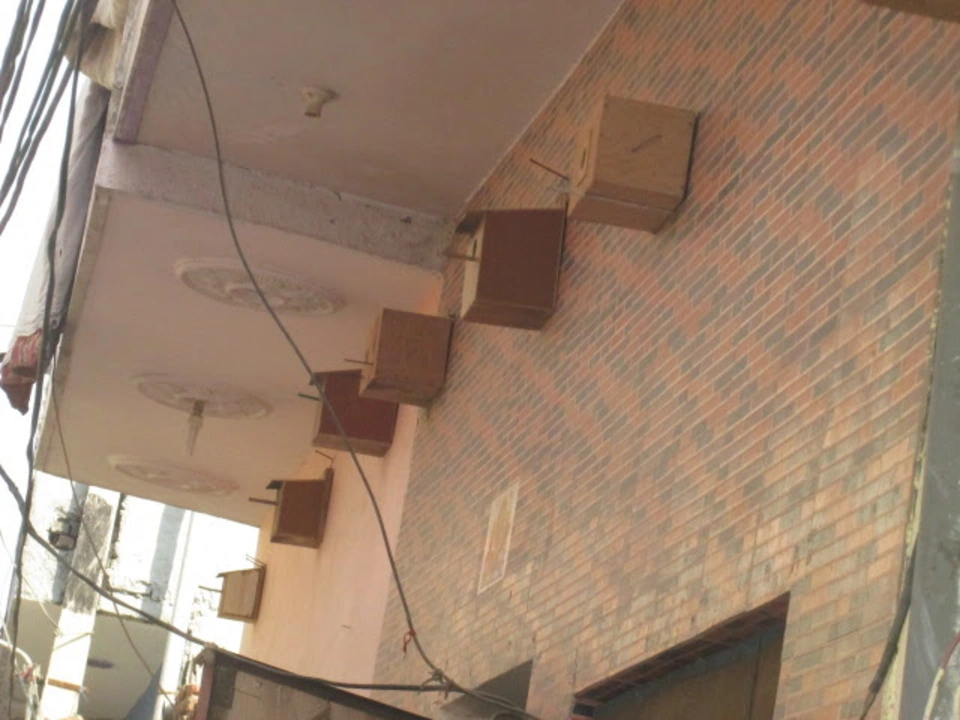 sparrow-conservation-(3)