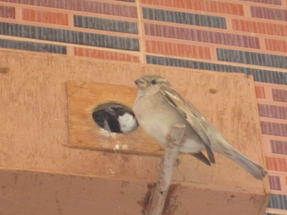 sparrow-conservation-(4)