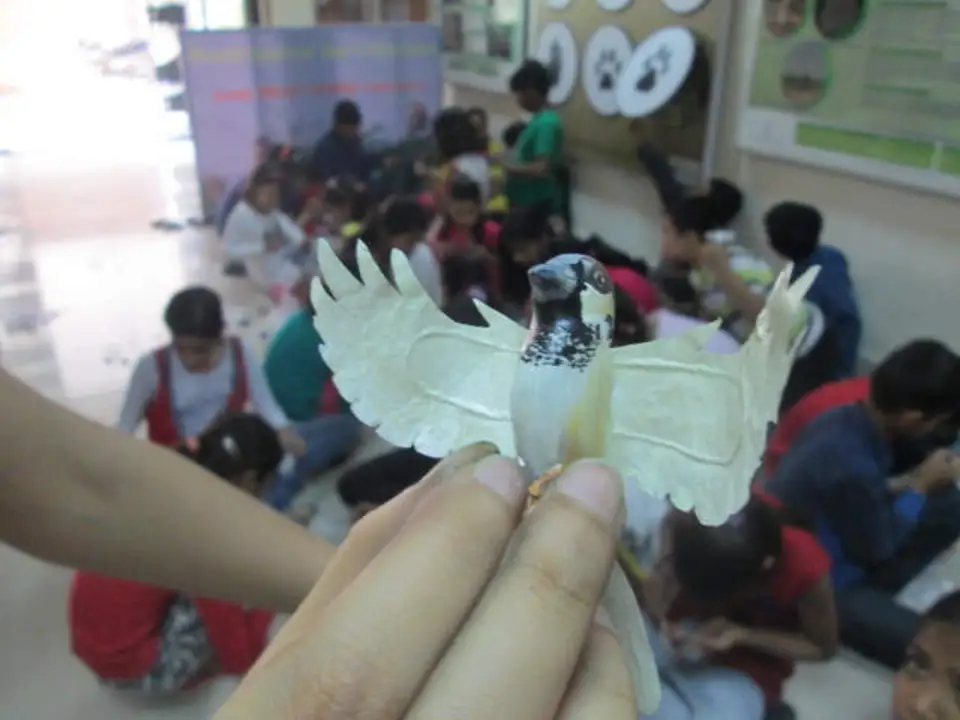 sparrow-conservation-(8)