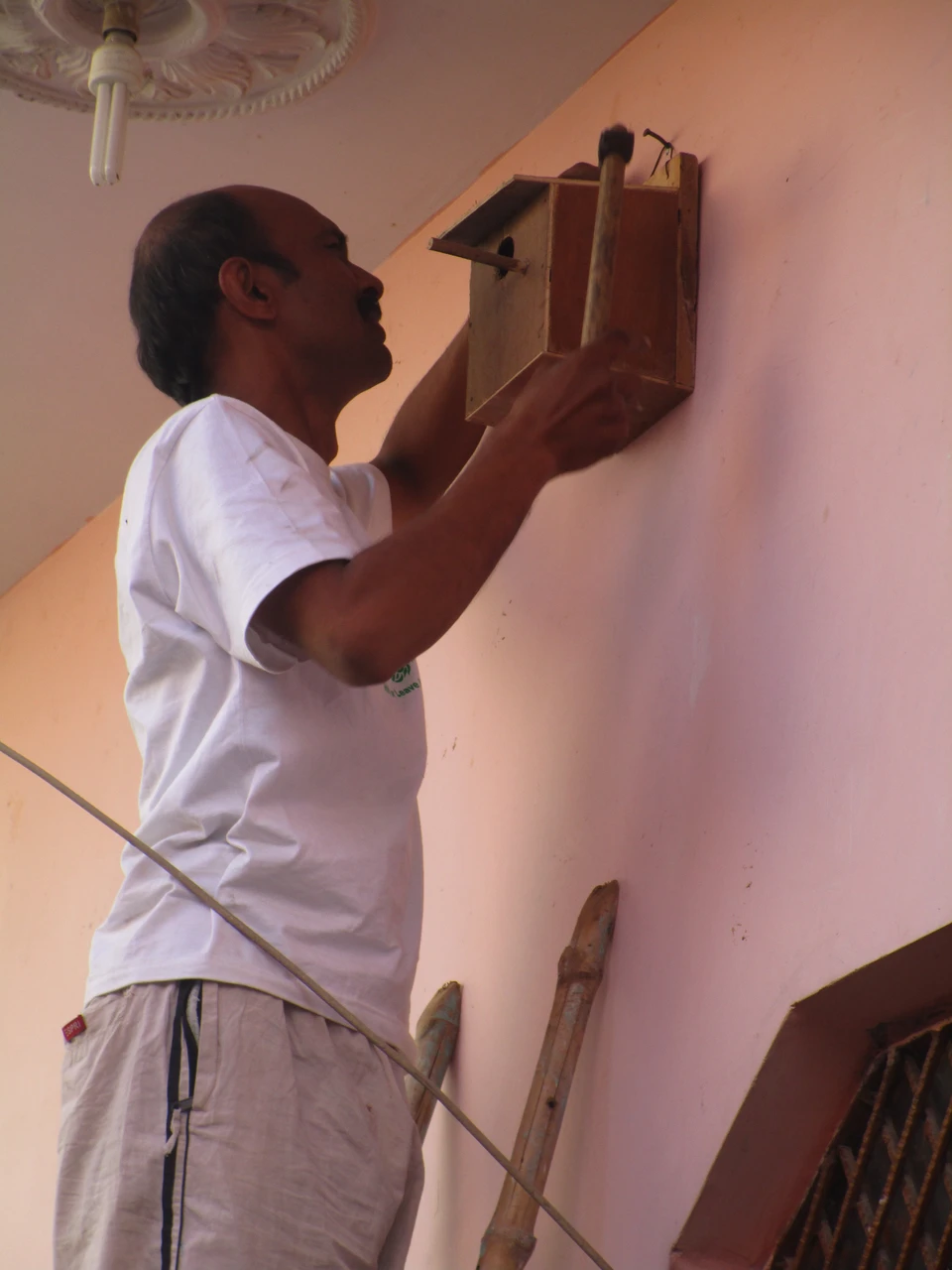 sparrow-conservation-(9)