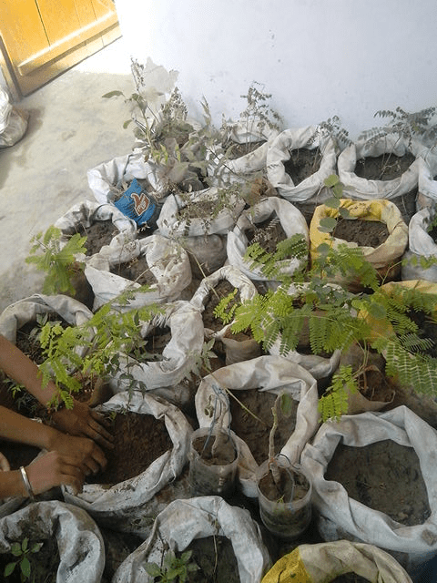 Tree-plantation(17)