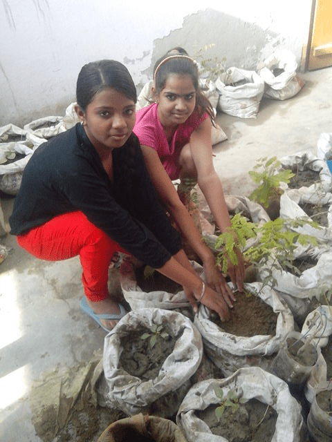 Tree-plantation(18)