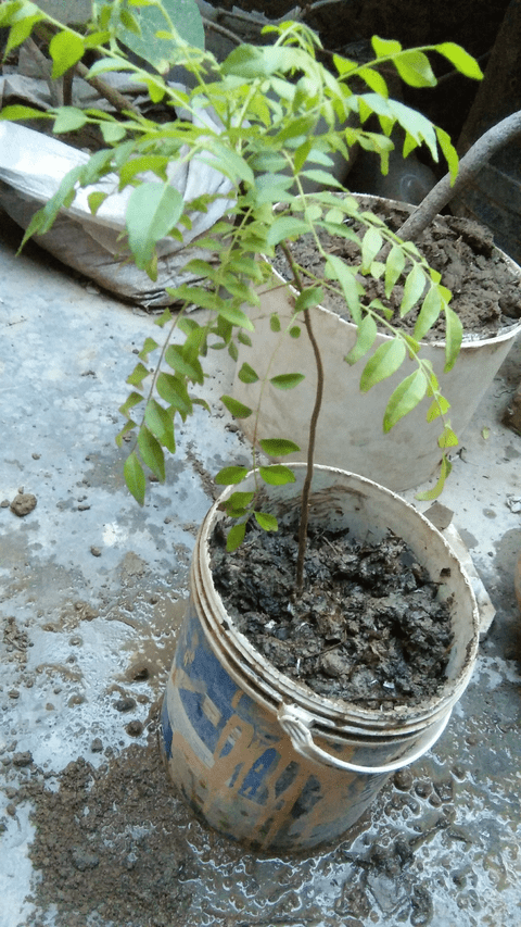 Tree-plantation(7)